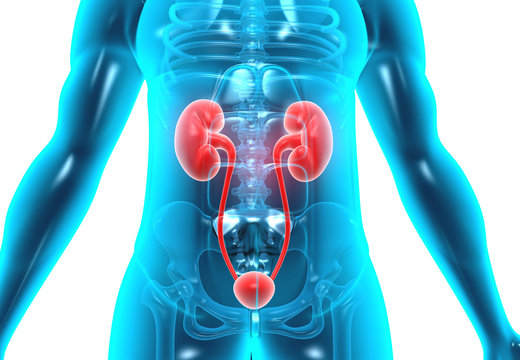 Human body with kidneys. 3d illustration .