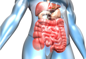Human body with digestive system. 3d illustration - obrazy, fototapety, plakaty