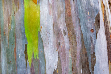 Colorful pattern of a Rainbow eucalyptus