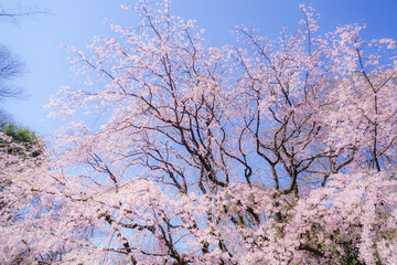 枝垂れ桜と晴天の青空