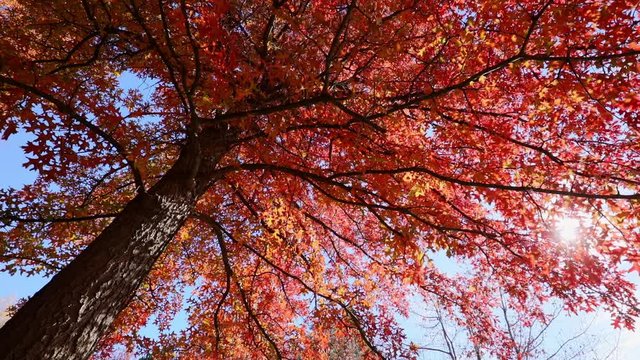 Multi colored tree leaves in autumn on sunny sky, fall colors in sunlight, high dynamic range video capture hdr