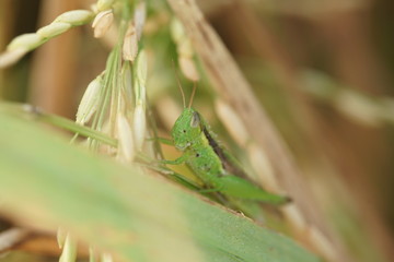 Macro photo of insects and bugs in the green leaf. Macro bugs and insects world. Nature in spring concept.