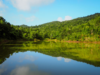 Reflection of forest in river