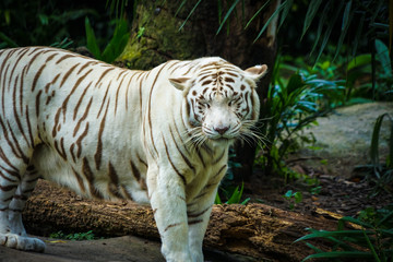 ジャングルに佇むホワイトタイガー