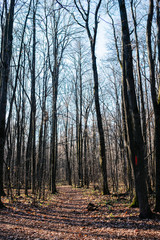 road in the forest with fearful pouring