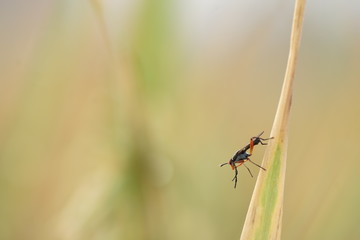 Macro photo of insects and bugs in the green leaf. Macro bugs and insects world. Nature in spring concept.