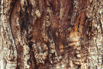 Old tree trunk background