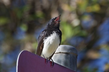 Australian Wildlife wild bird Willy Wagtail singing