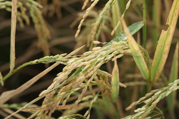 Macro photo of insects and bugs in the green leaf. Macro bugs and insects world. Nature in spring concept.