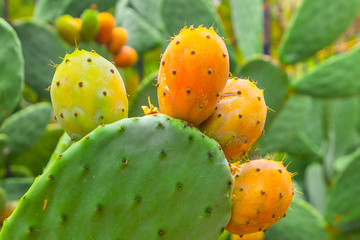 Prickly pear cactus with orange fruits close-up