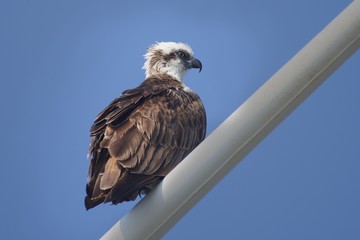 Australian Wildlife wild bird Eastern Osprey