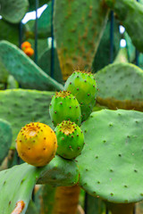 Prickly pear cactus with orange and green fruits