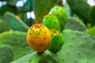 Prickly pear cactus with orange and green fruits