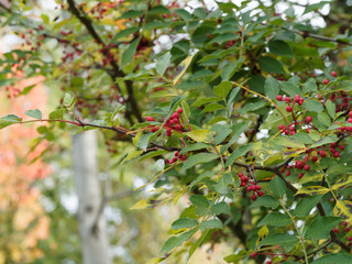 Poivrier de Sichuan |  Poivre de Sichuan | Zanthoxylum bungeanum