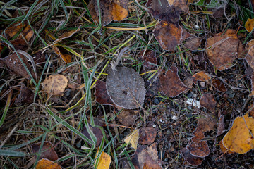 Background of autumn leaves in the frost to october or november