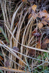 Background of autumn leaves in the frost to october or november