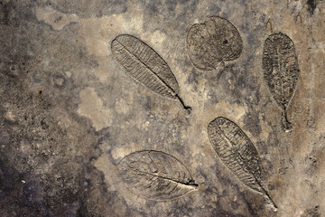 Leaves detail pattern on cement floor.