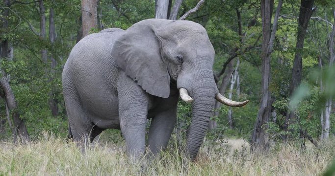 African Elephant in Moremi, Botswana safari wildlife