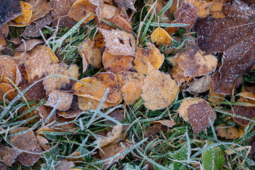 Background of autumn leaves in the frost to october or november