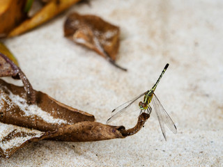 Dragongly perching on stalk