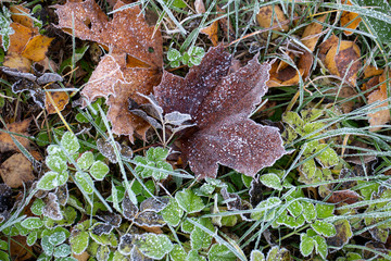 Background of autumn leaves in the frost to october or november