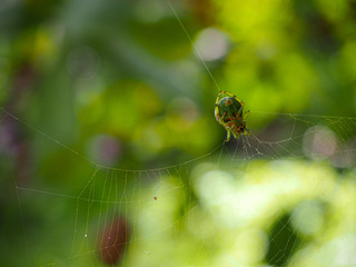 Green spider in forest