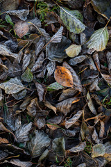 Background of autumn leaves in the frost to october or november