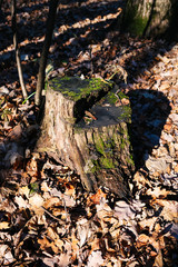 Fototapeta na wymiar stump in the forest top view