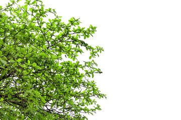 Green Sea Amond Leaves with Tree Branch,Isolated on white background
