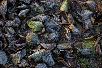 Background of autumn leaves in the frost to october or november