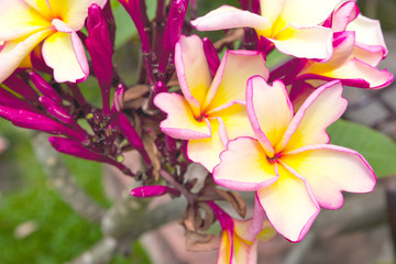 closeup Pink and yellow plumeria in garden