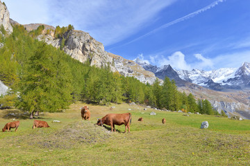 Fototapeta na wymiar brown cows in pasture with snow peak mountain background