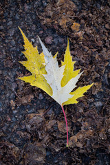 Background of autumn leaves in the frost to october or november