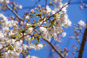 東京都・駒込駅周辺の桜並木