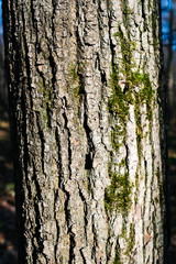 texture of an old tree in a forest on the ground