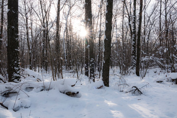 Russian Winter