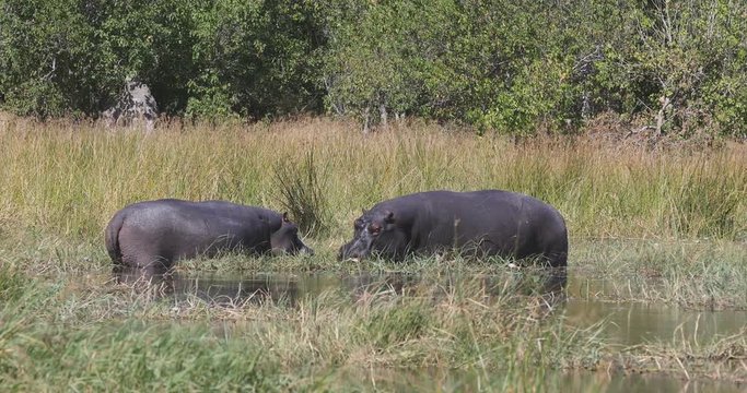 big hippo Moremi, Okawango delta, Botswana