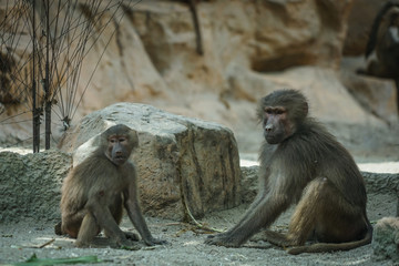 シンガポール動物園のマントヒヒのイメージ