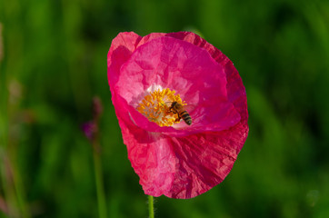 Mohn Biene