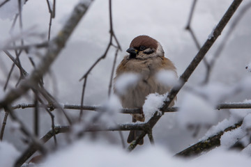 Russian Winter