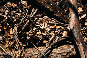 old wooden sticks in a puddle
