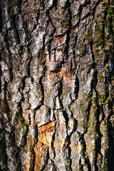 texture of an old tree in a forest on the ground