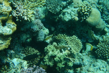 Red Sea underwater landscape with fishes and corals. Natural background