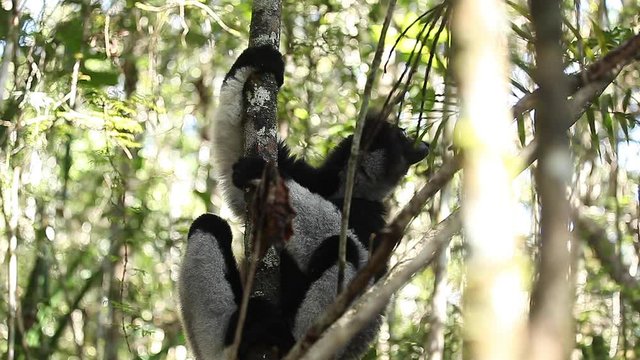 Cinemagraph of the Indri lemur sitting in the forest