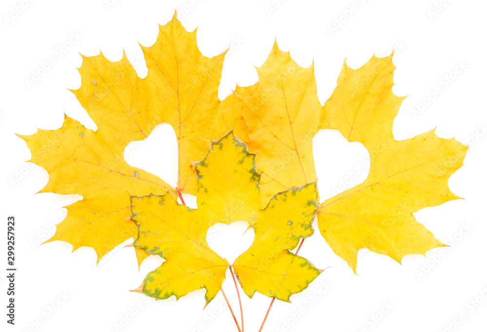 Wall mural maple autumn leaves on a white background