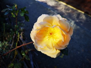 große gelbe Rose