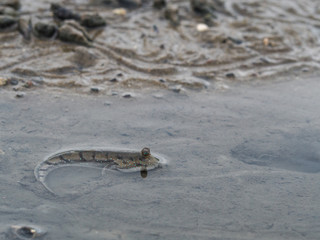 Mudskipper fish