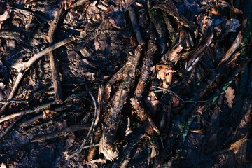 old wooden sticks in a puddle
