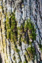 texture of an old tree in a forest on the ground