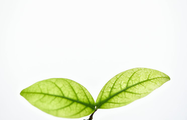 Green leaf isolated on white background